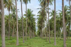 Visit a coconut farm in Koh Yao Noi