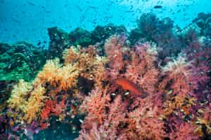 Scuba dive among the coral reefs in Khao Lak