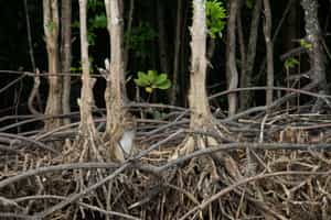 Explore the Mangrove forest of Koh Lanta
