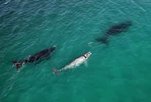 Spot whales on a boat cruise in the Overberg