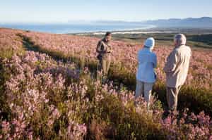 Learn about the Cape Floral Kingdom