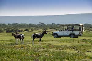 Discover wildlife on a nature drive in De Hoop