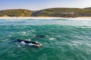 Spot the whales from land in De Hoop