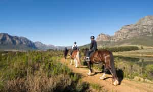 Explore the Franschhoek vineyards on horseback