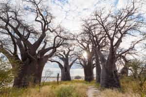Stand beneath Makgadikgadi's great Baines baobabs