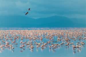 Take a game drive in Lake Manyara National Park 