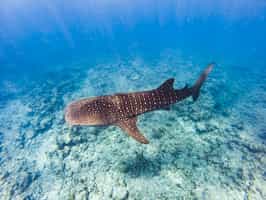 Join a marine biologist on a whale shark trip
