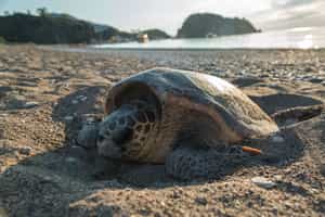 Spot nesting turtles in the Seychelles 