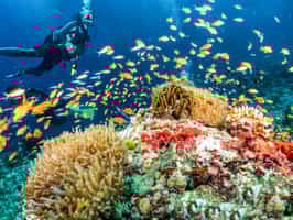 Spot marine life while diving in the Maldives