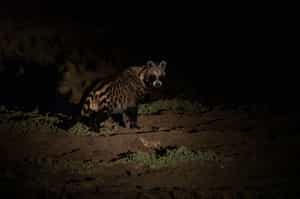 Spot wildlife on a night game drive in Zakouma