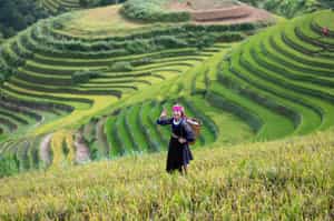 Take a tour of the rice paddies in Sapa