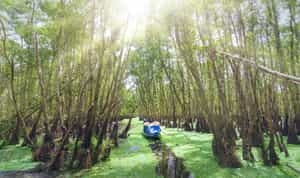Explore the mangrove forest of the Mekong Delta