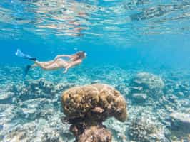 Go snorkelling off Bay Canh Island