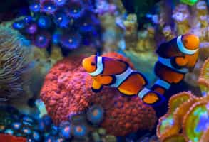 Scuba dive among the coral reefs in Con Dao Island