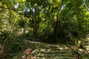 Trek in the jungle of Con Dao National Park