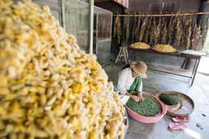 See the skillful silk weavers on Silk Island 