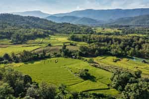 Learn about Laotian rice farming in Luang Prabang 