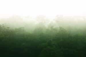 Explore Andasibe Mantadia National Park