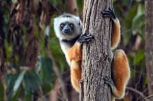 Visit the residents of Lemur Island in Andasibe