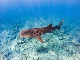 Go on a whale shark excursion in Nosy Be