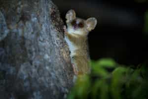 Keep your eyes peeled on a night hike in Kirindy