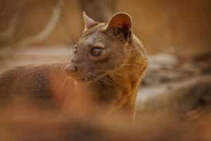 Search for the rare fossa in Kirindy Forest