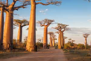 Walk beneath the Avenue of the Baobabs