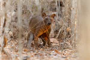 Go on a guided tour of Kirindy Forest Reserve