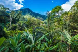 Take a guided walk in Ranomafana National Park