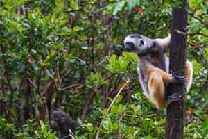 Look out for the rare golden lemur in Ranomafana