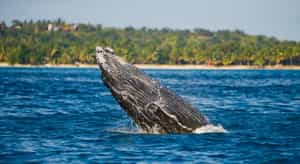 Spot whales on a boat cruise in Nosy Boraha