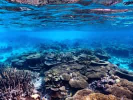 Snorkel amongst the shoals in Ifaty
