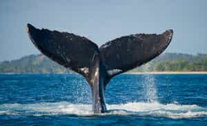 Take a boat cruise out to spot the whales in Ifaty