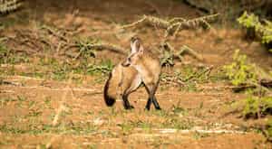 Spot the nocturnal animals from the night hide