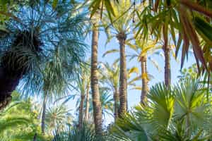 Walk under the shade of the Skoura palm groves