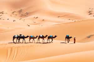 Trek by Camel back across Zagora 