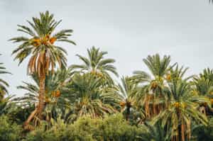 Pedal through the palm trees at Palmeraie