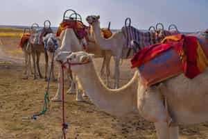 Discover Agafay on a traditional camel ride