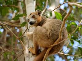 Hike through the protected forest of Andrafiamena