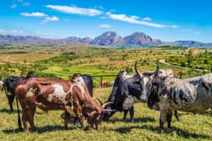 See the Wednesday zebu market in Antemoro