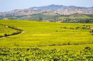 Visit Sahambavy plantation in Fianarantsoa