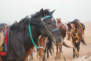 Take to the dunes on horseback in Erg Chebbi
