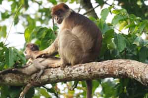 Walk through Bigodi Wetland Sanctuary in Kibale