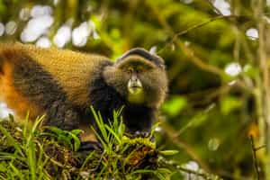 Spot golden monkeys in Mgahinga National Park