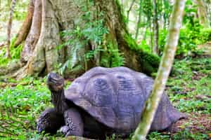 Meet giant tortoises of the Santa Cruz Highlands