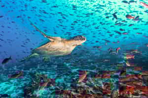 Explore the underwater world of Isla Santa Cruz