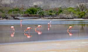 See flamingos at Bachas Beach in Santa Cruz
