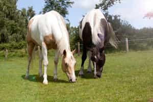 Ride through the Guayaquil fields on horseback