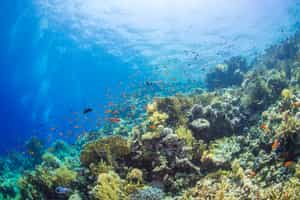 Go to the depths of Giftun Island in a submarine