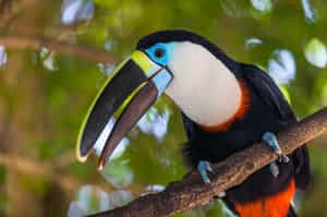 Visit the local wildlife sanctuary in Guayaquil